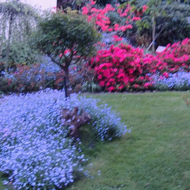 jardin fleuri